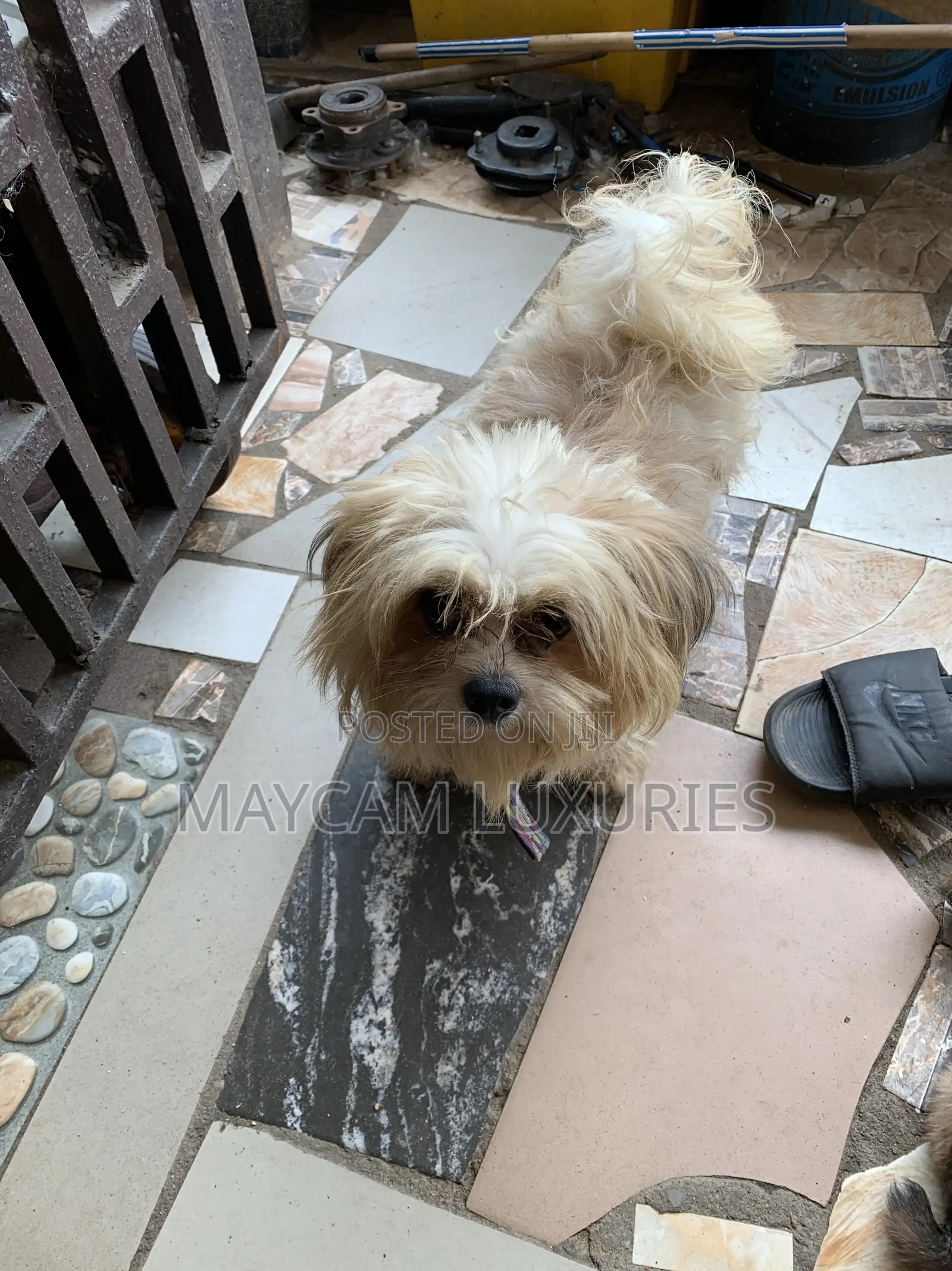 1-3 months Male Purebred Lhasa Apso