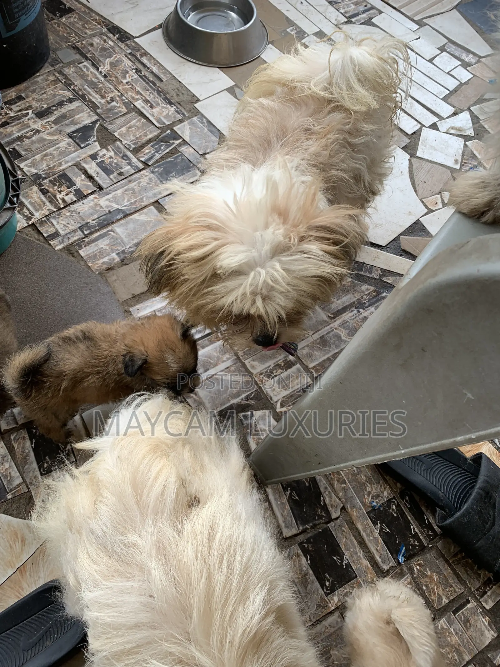 1-3 months Male Purebred Lhasa Apso