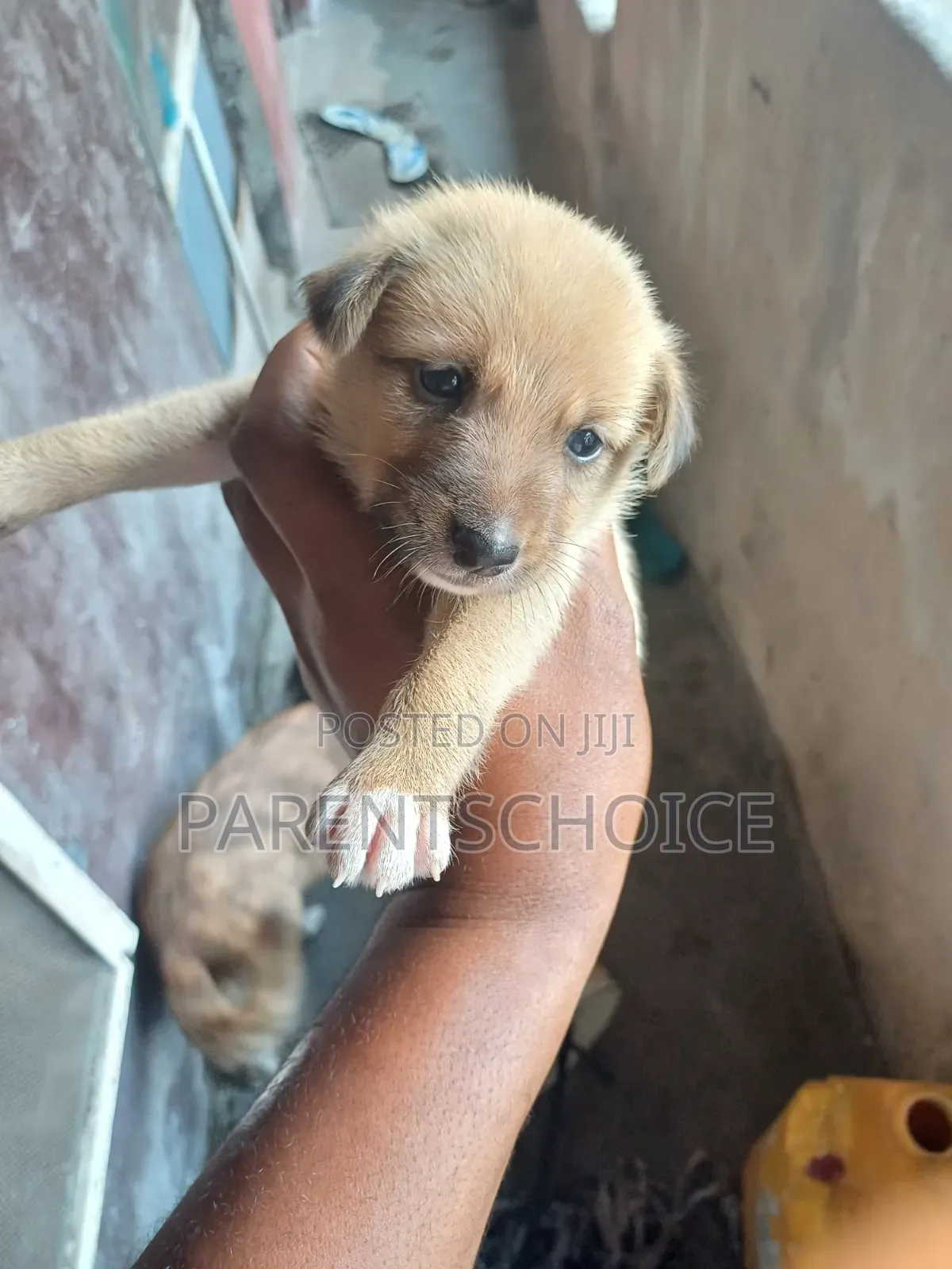 0-1 month Male Mixed Breed Basenji