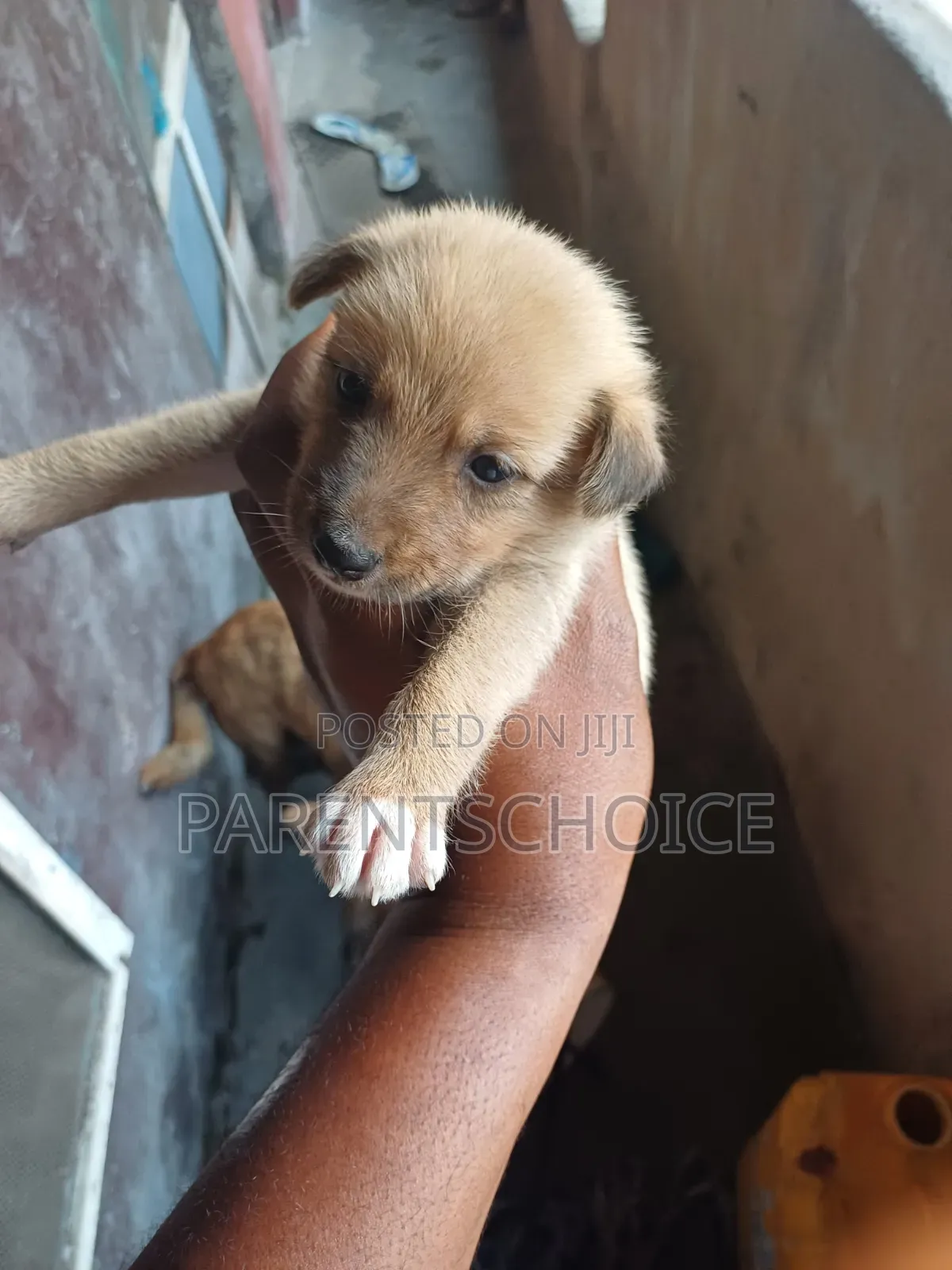 0-1 month Male Mixed Breed Basenji
