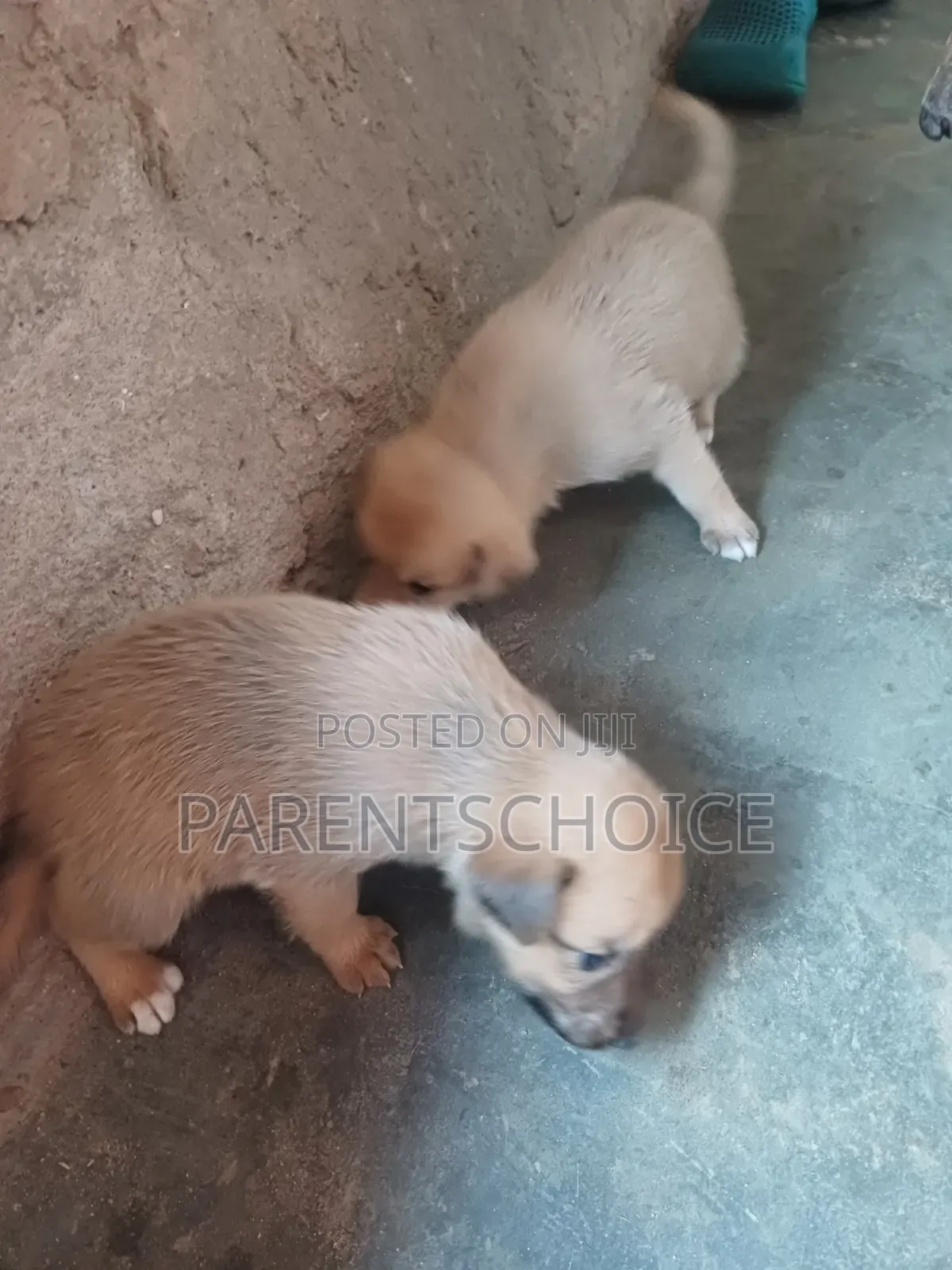 0-1 month Male Mixed Breed Basenji