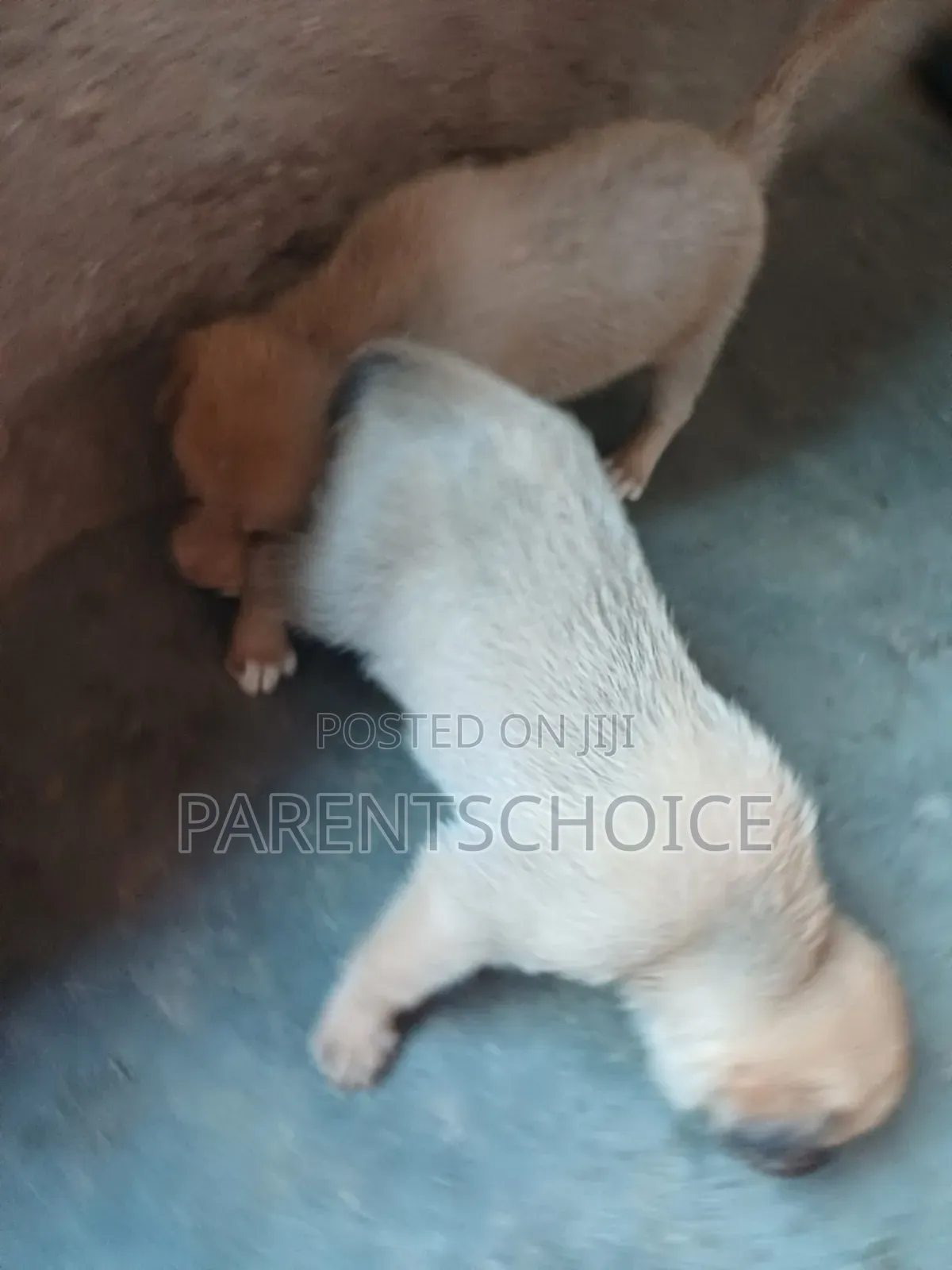0-1 month Male Mixed Breed Basenji