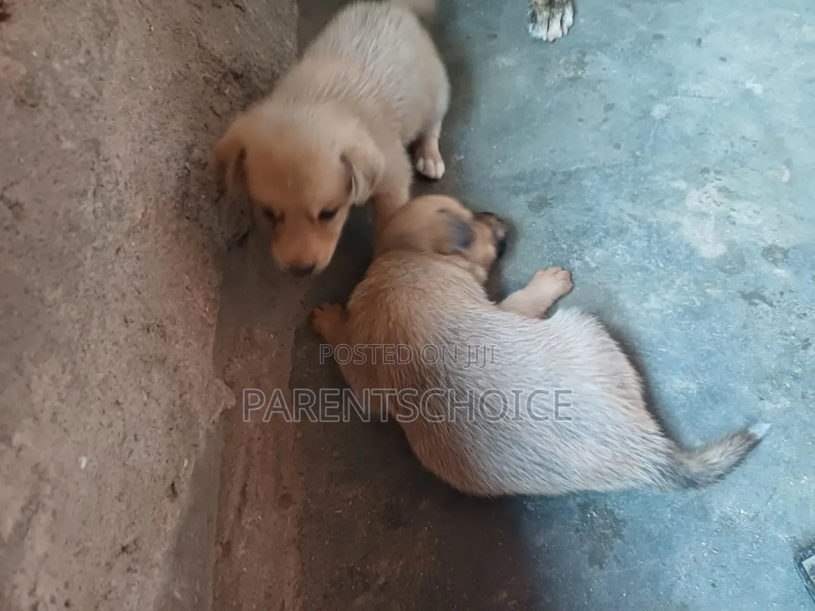 0-1 month Male Mixed Breed Basenji