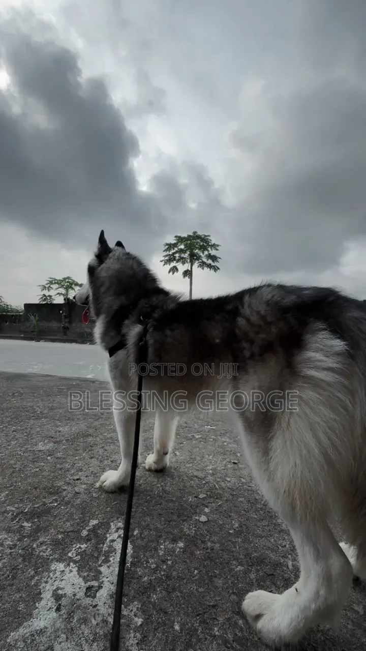 1+ year Male Purebred Siberian Husky