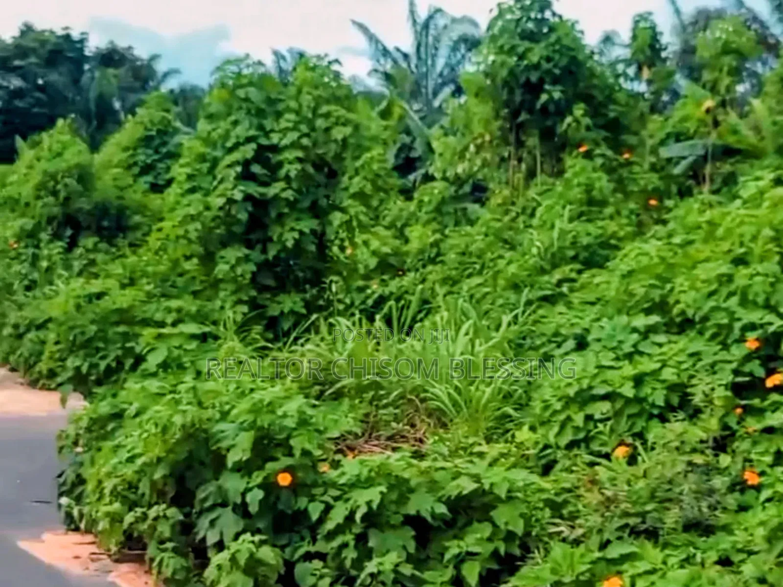 6 Plots on the Tarred Road for Sale