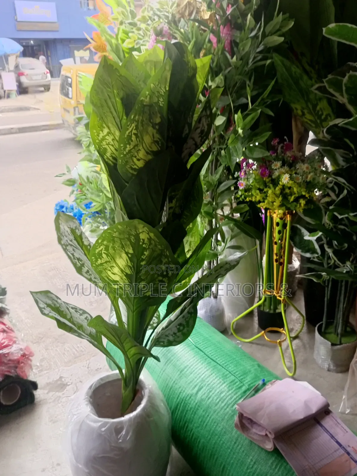 Green and White Flower and Pot