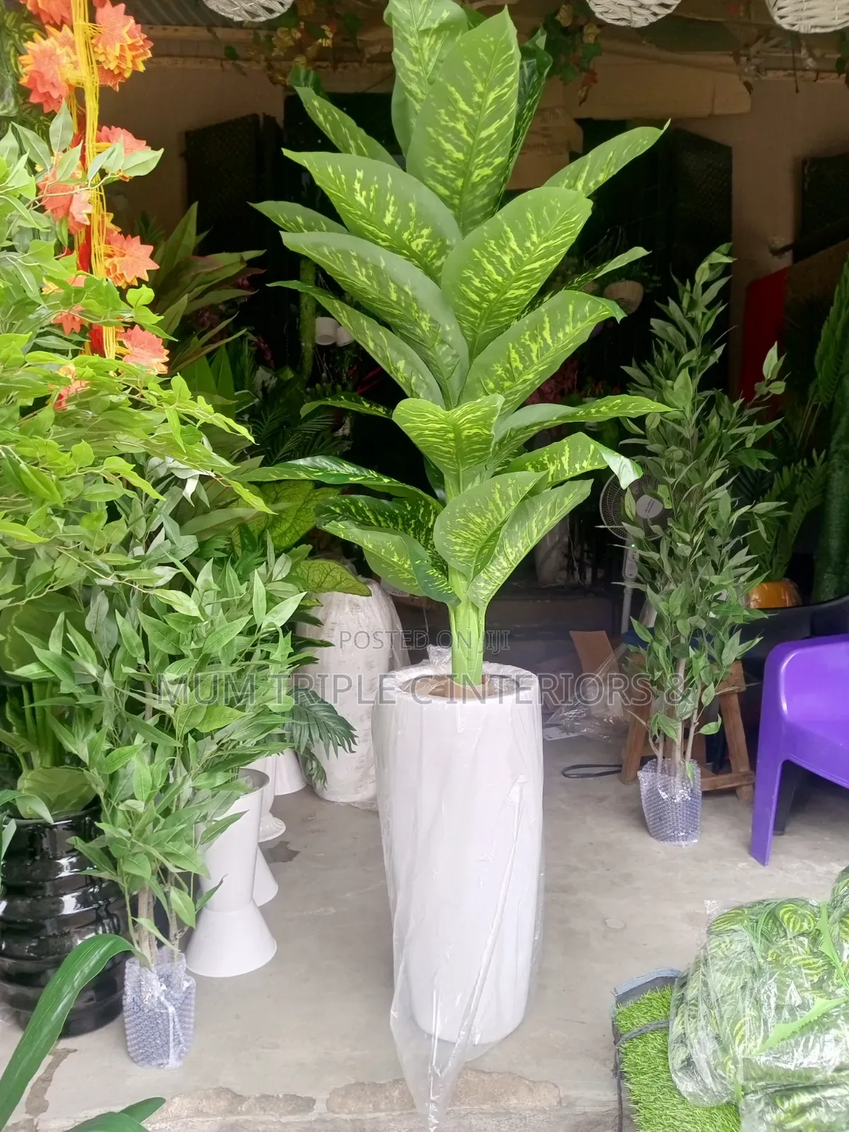 Giant Beautiful Plant and Vase