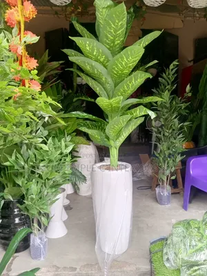 Giant Beautiful Plant and Vase