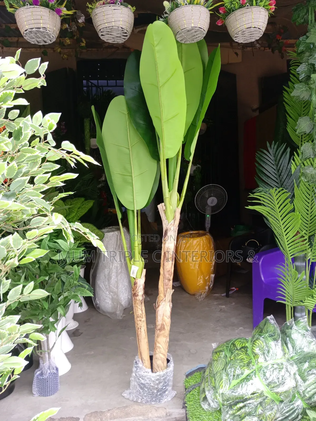 Elegant Plantain Plant