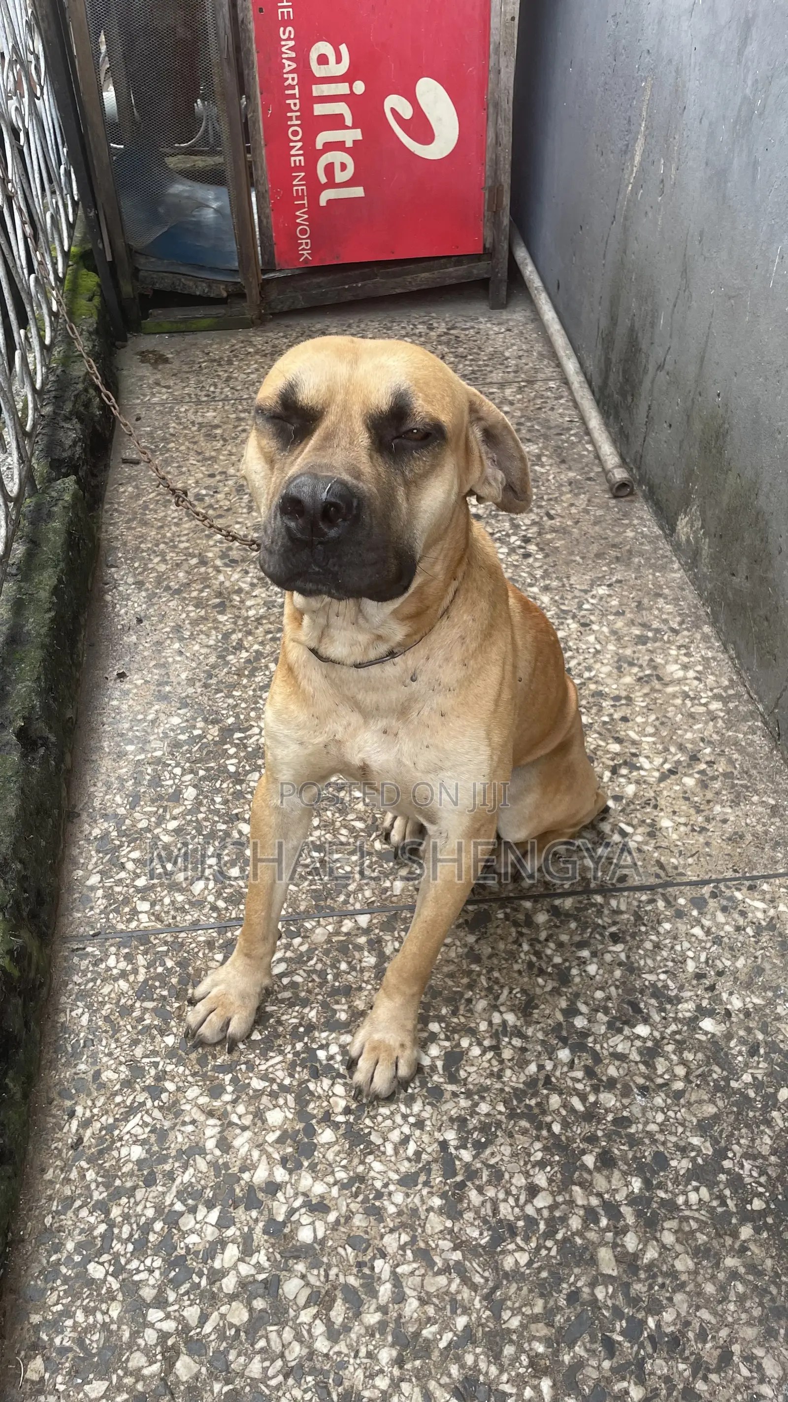 6-12 months Male Purebred Boerboel