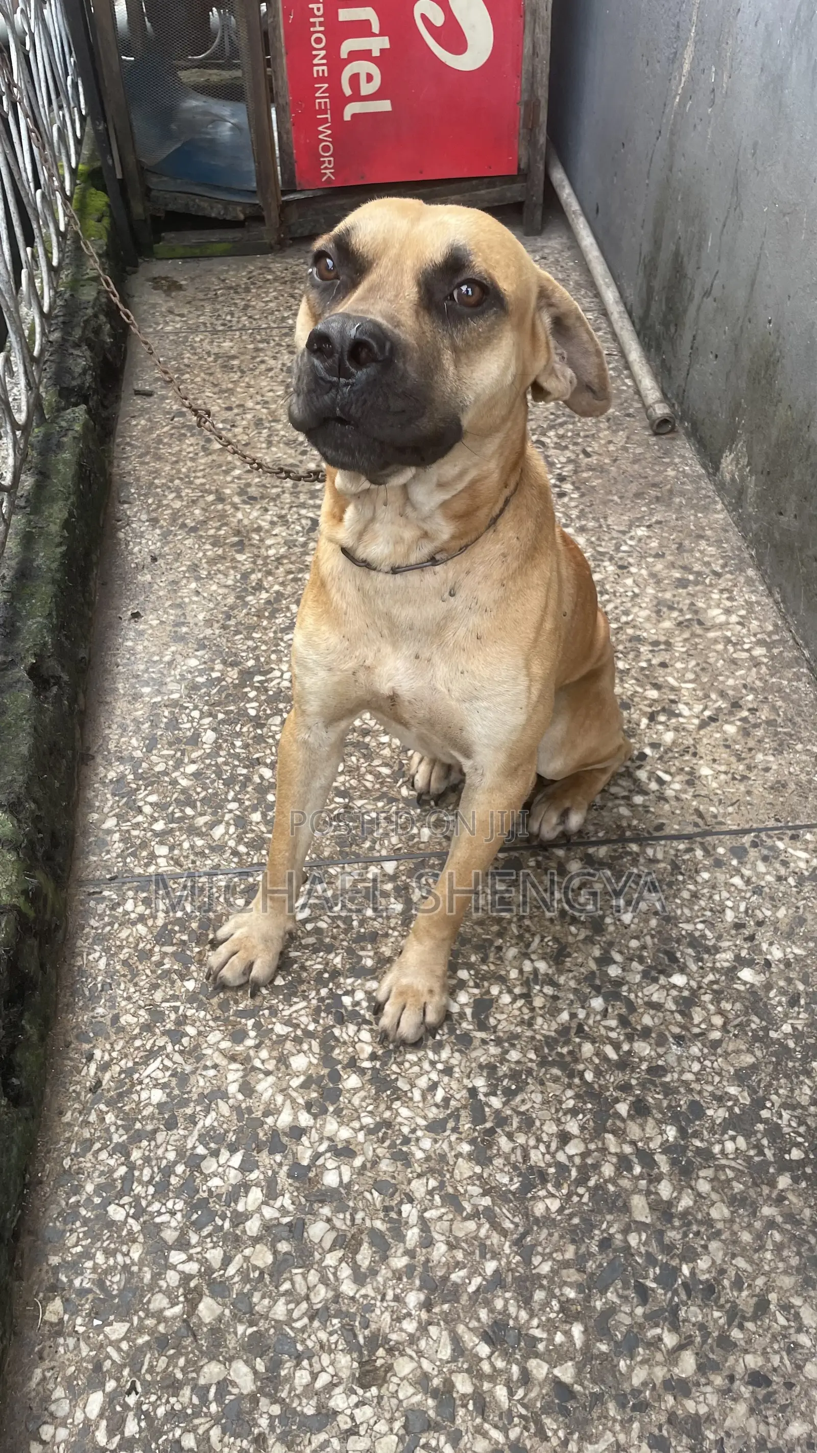 6-12 months Male Purebred Boerboel