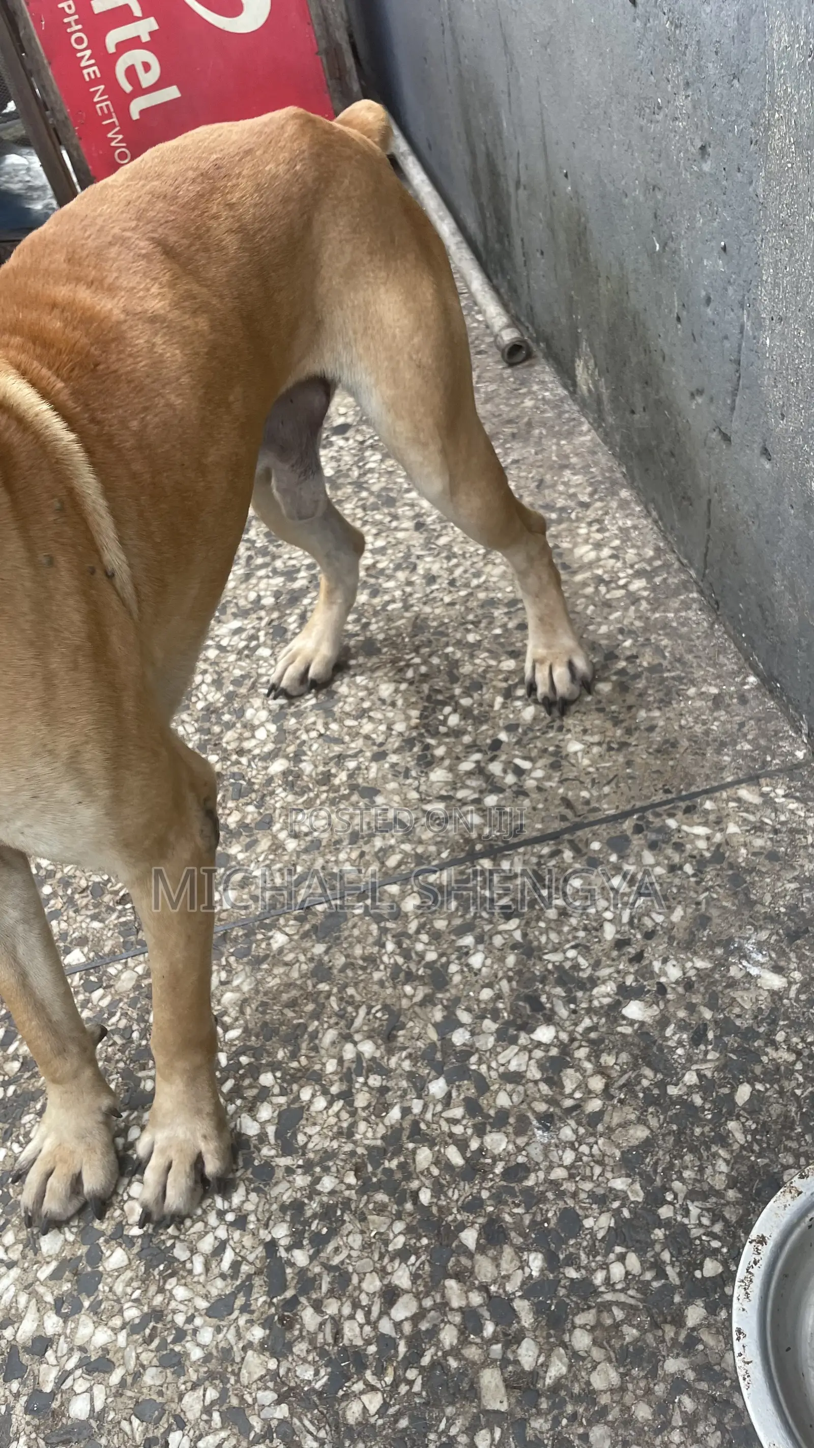 6-12 months Male Purebred Boerboel