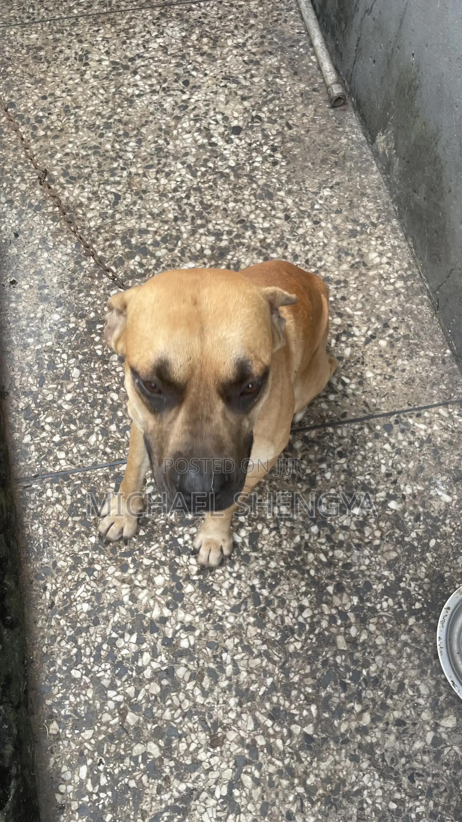 6-12 months Male Purebred Boerboel