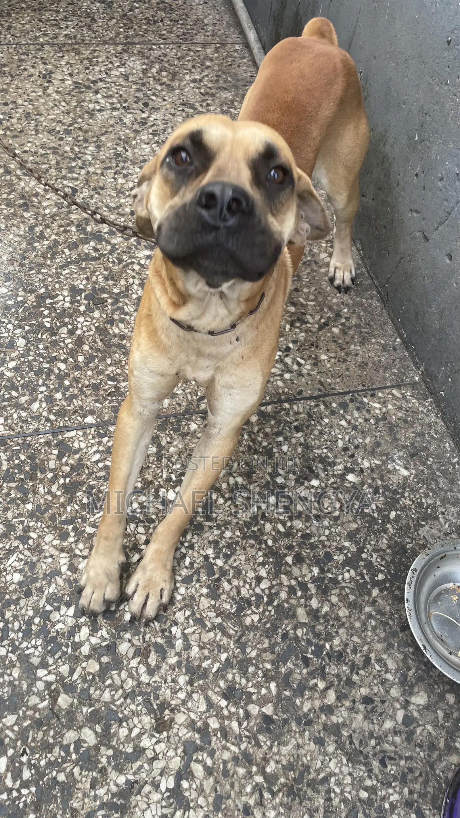 6-12 months Male Purebred Boerboel