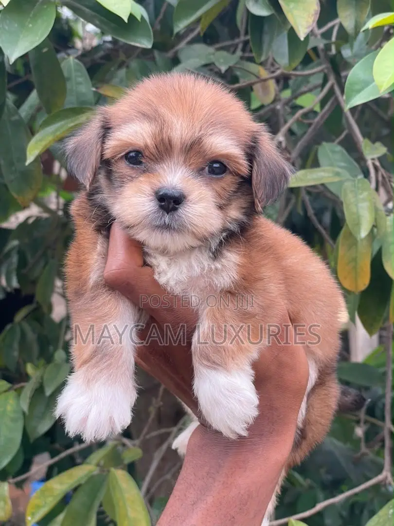 1-3 months Male Mixed Breed Lhasa Apso