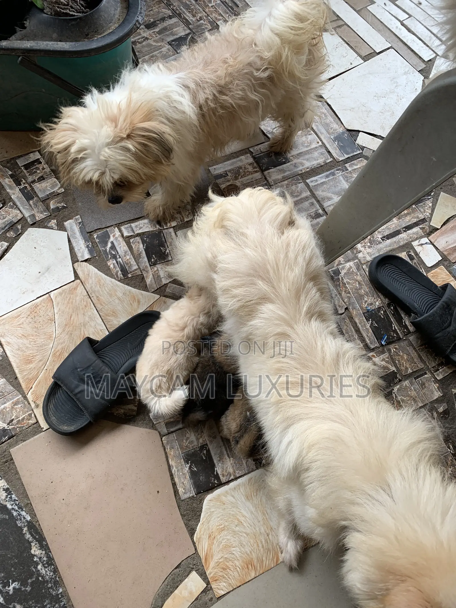 1-3 months Male Mixed Breed Lhasa Apso