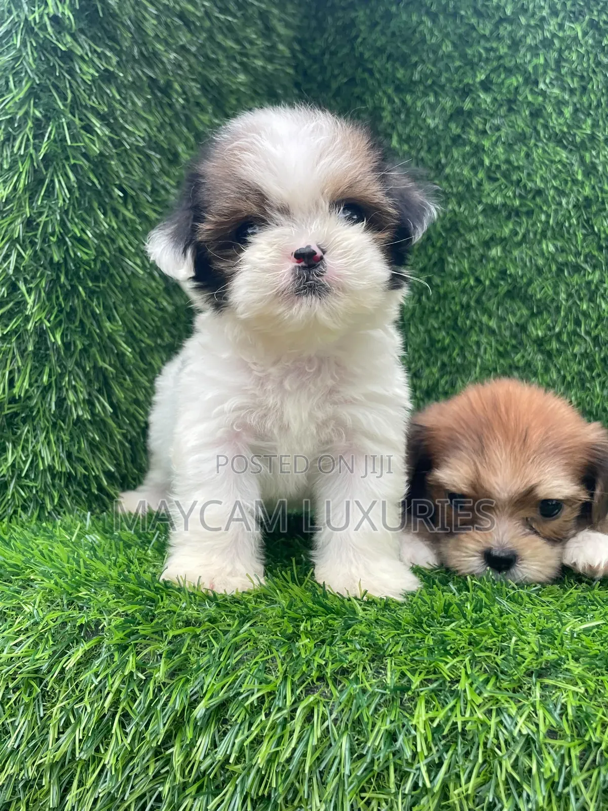 1-3 months Female Purebred American Eskimo