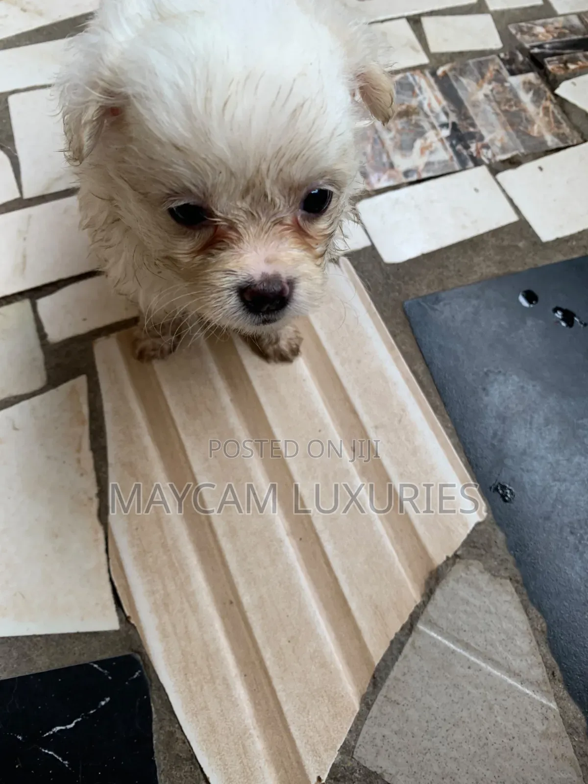 1-3 months Female Purebred American Eskimo