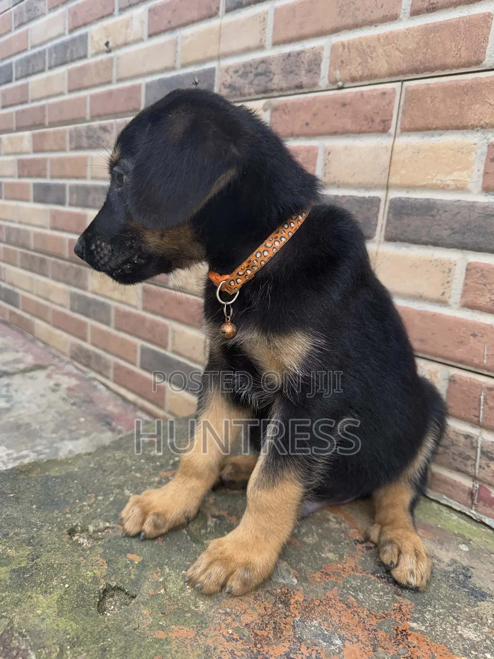 1-3 months Male Mixed Breed German Shepherd