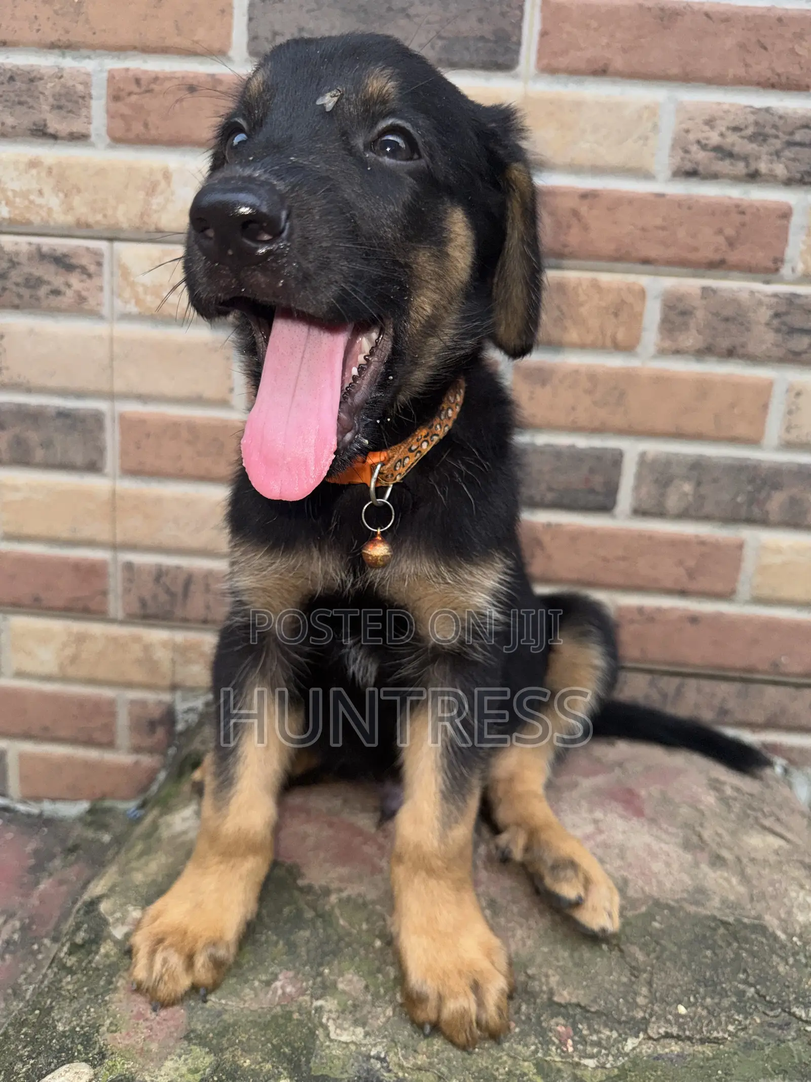 1-3 months Male Mixed Breed German Shepherd