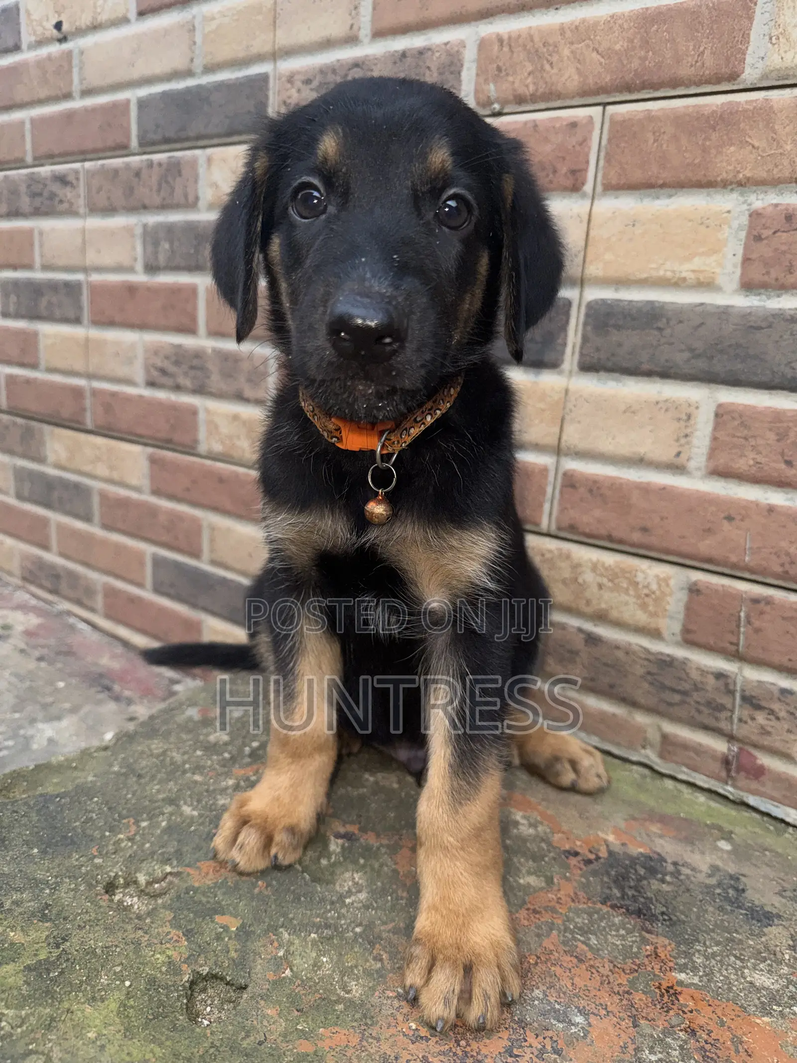 1-3 months Male Mixed Breed German Shepherd