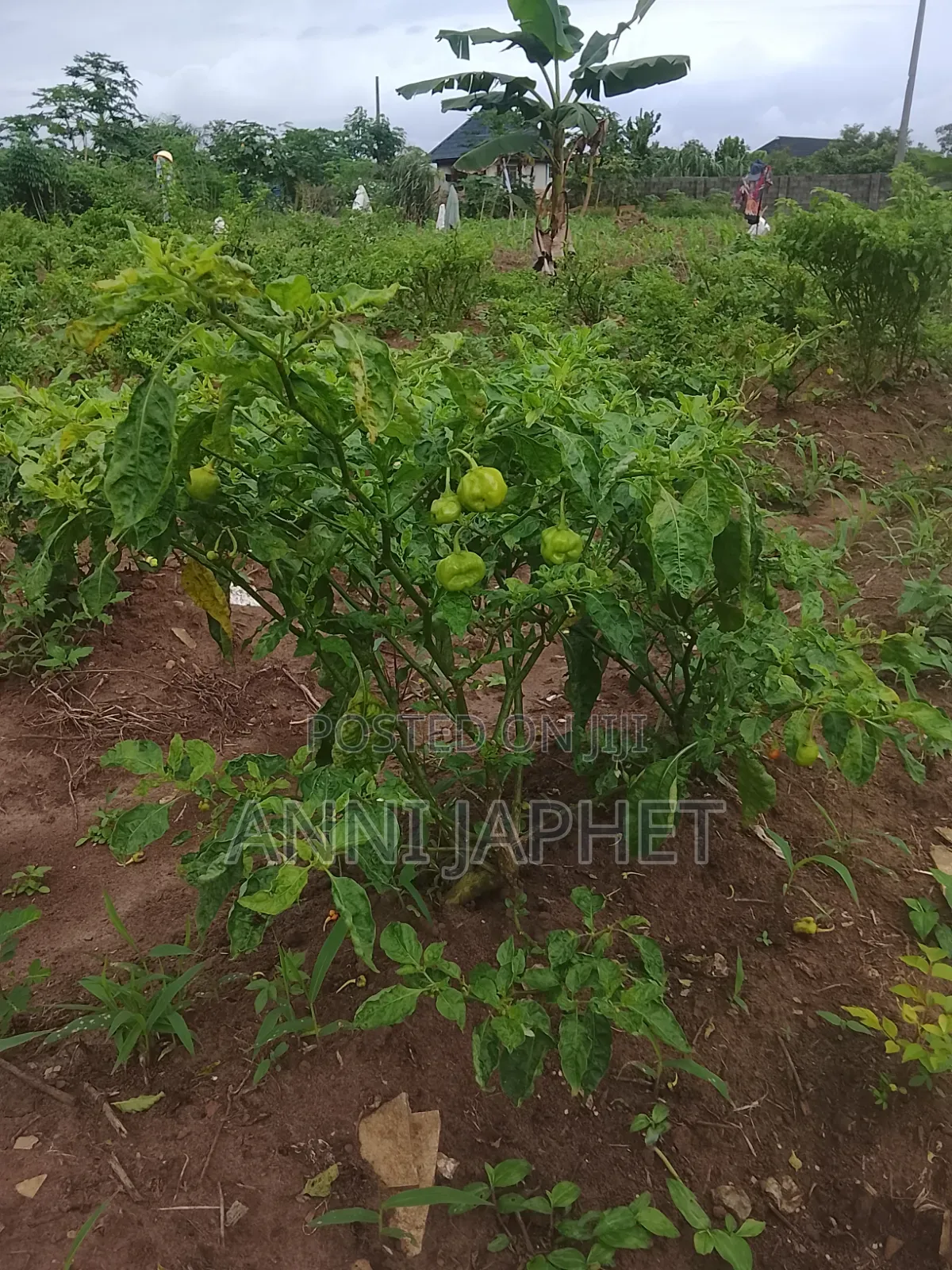 Tomato and Pepper Farm for Sell Abeokuta