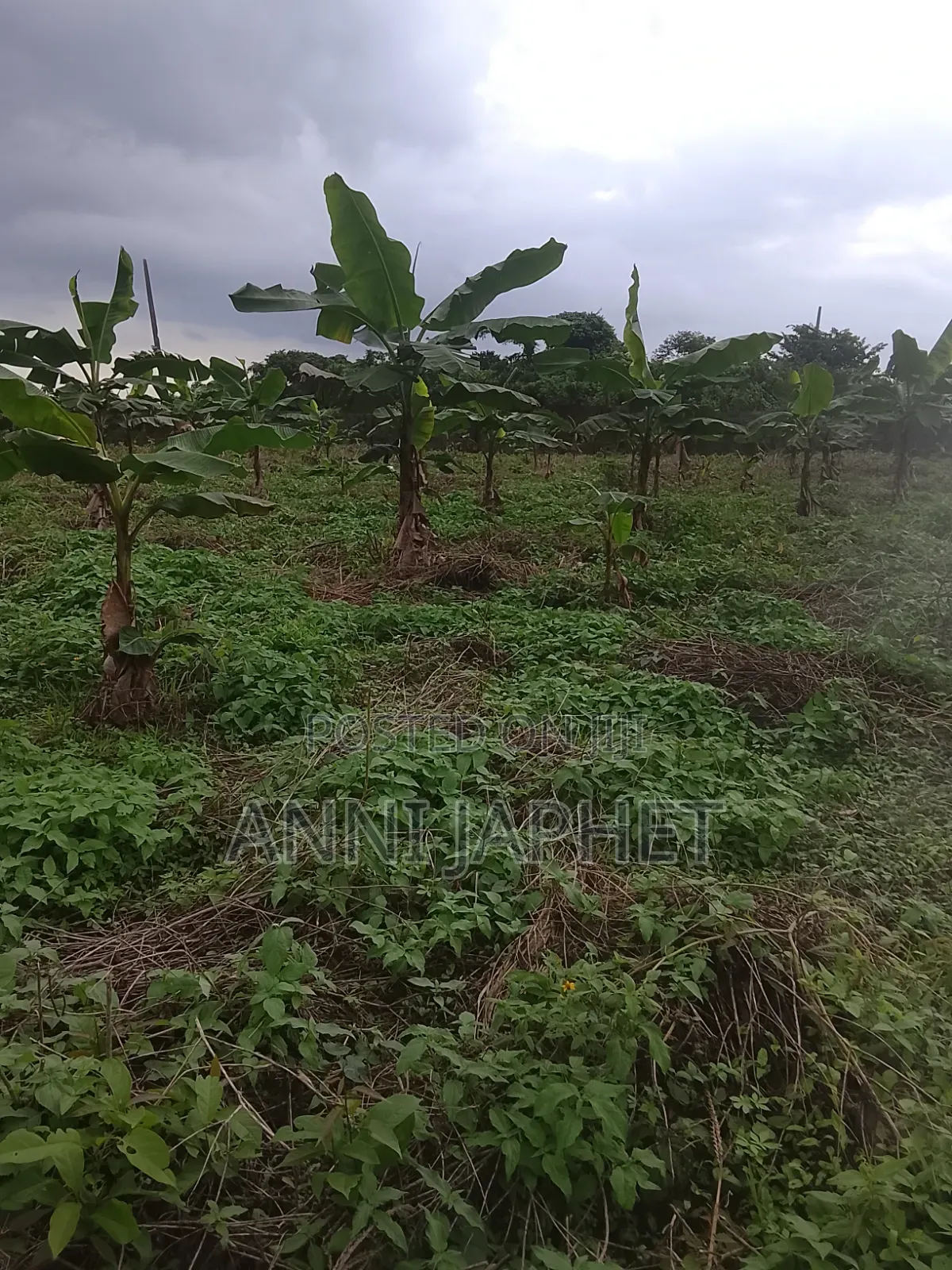 Tomato and Pepper Farm for Sell Abeokuta