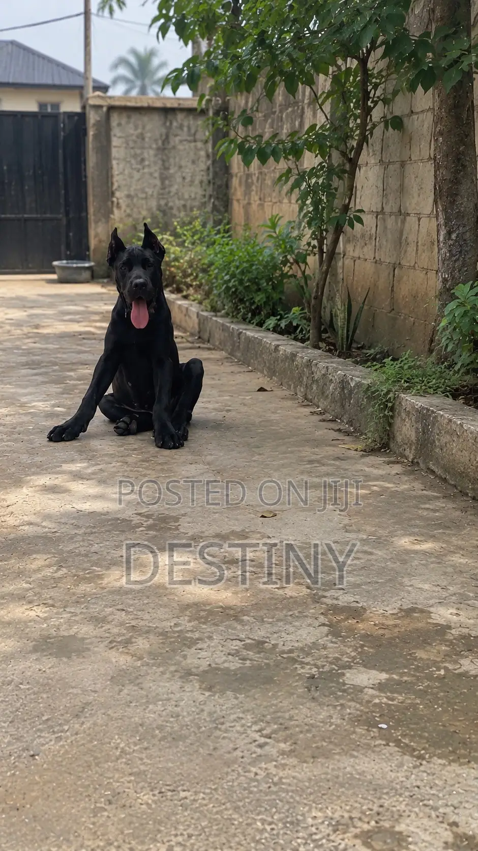3-6 months Male Purebred Cane Corso
