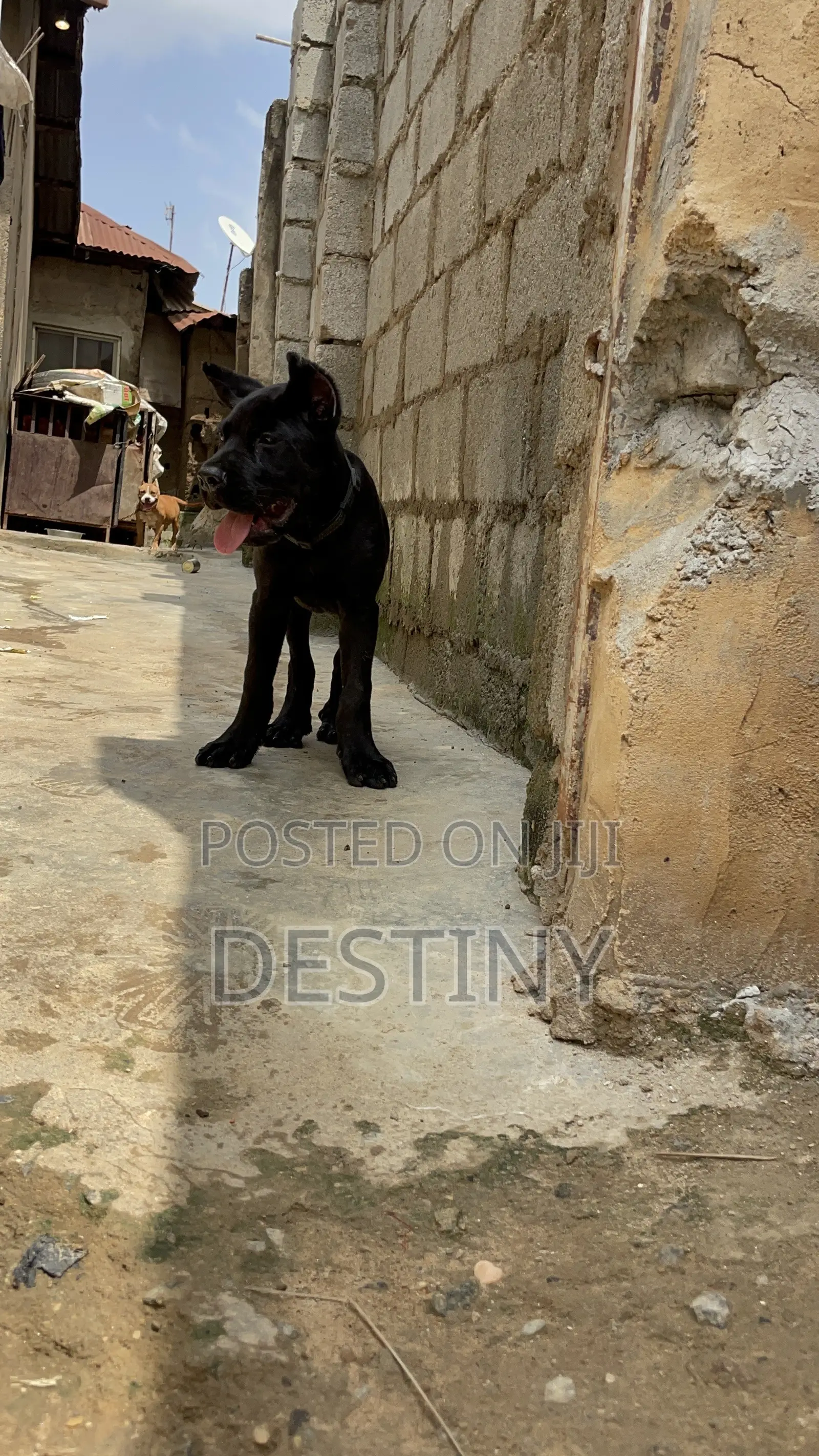 3-6 months Male Purebred Cane Corso