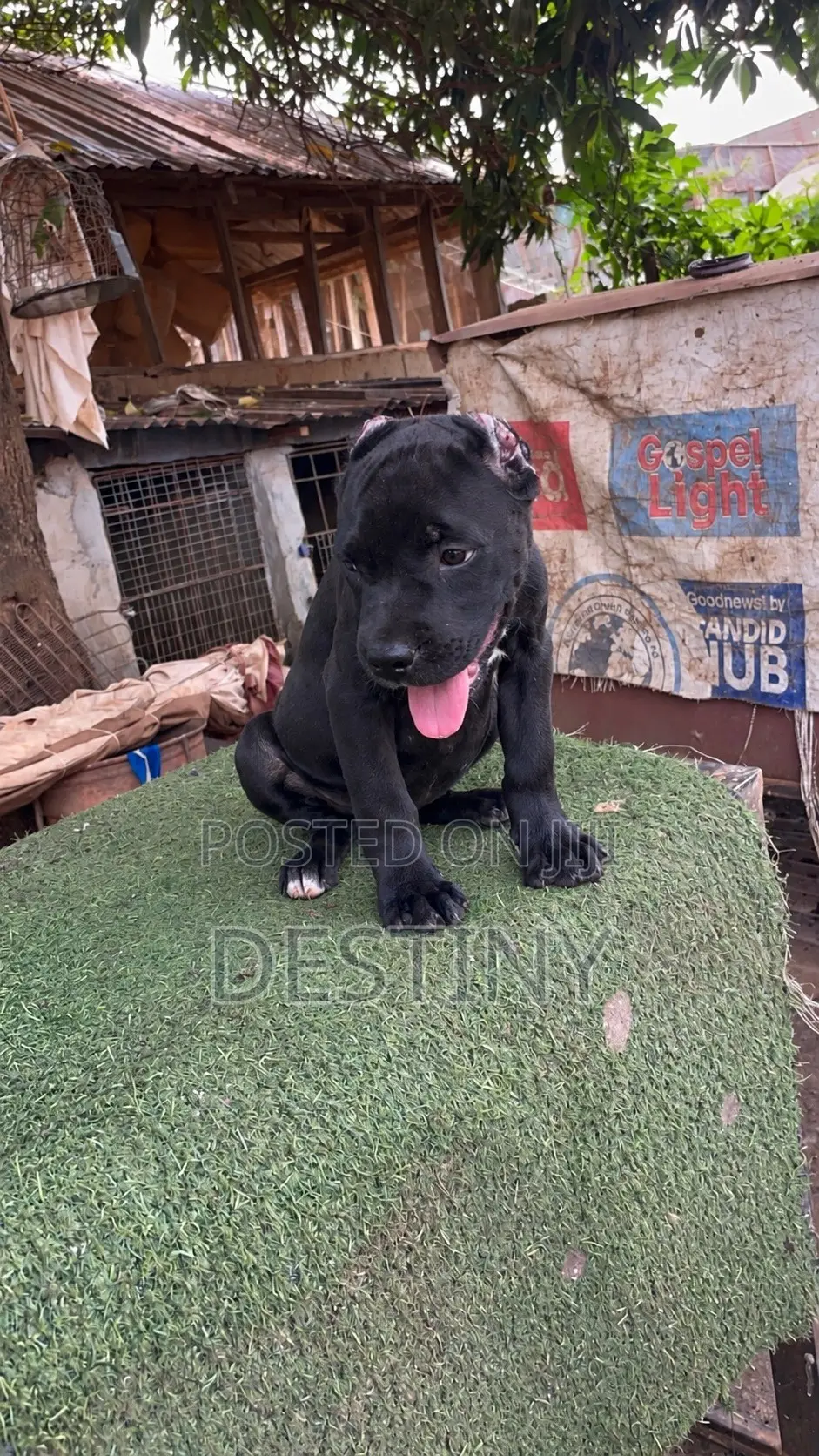 1-3 months Female Purebred Cane Corso