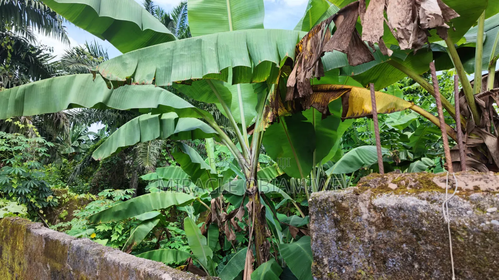 Half Plot of Land for Sale Umuahia Abia State