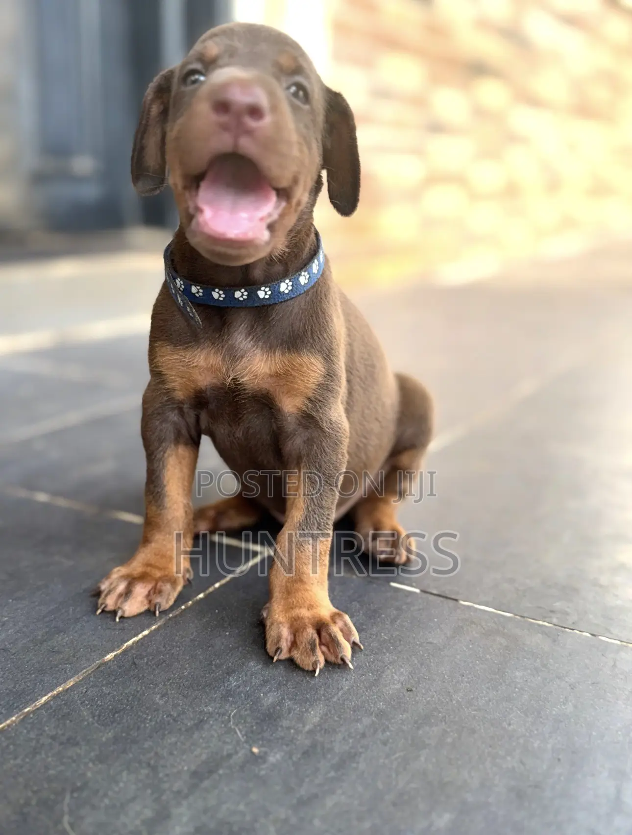 0-1 month Female Purebred Doberman Pinscher