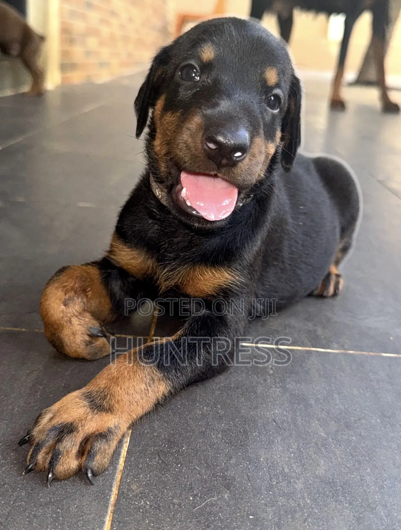 0-1 month Female Purebred Doberman Pinscher