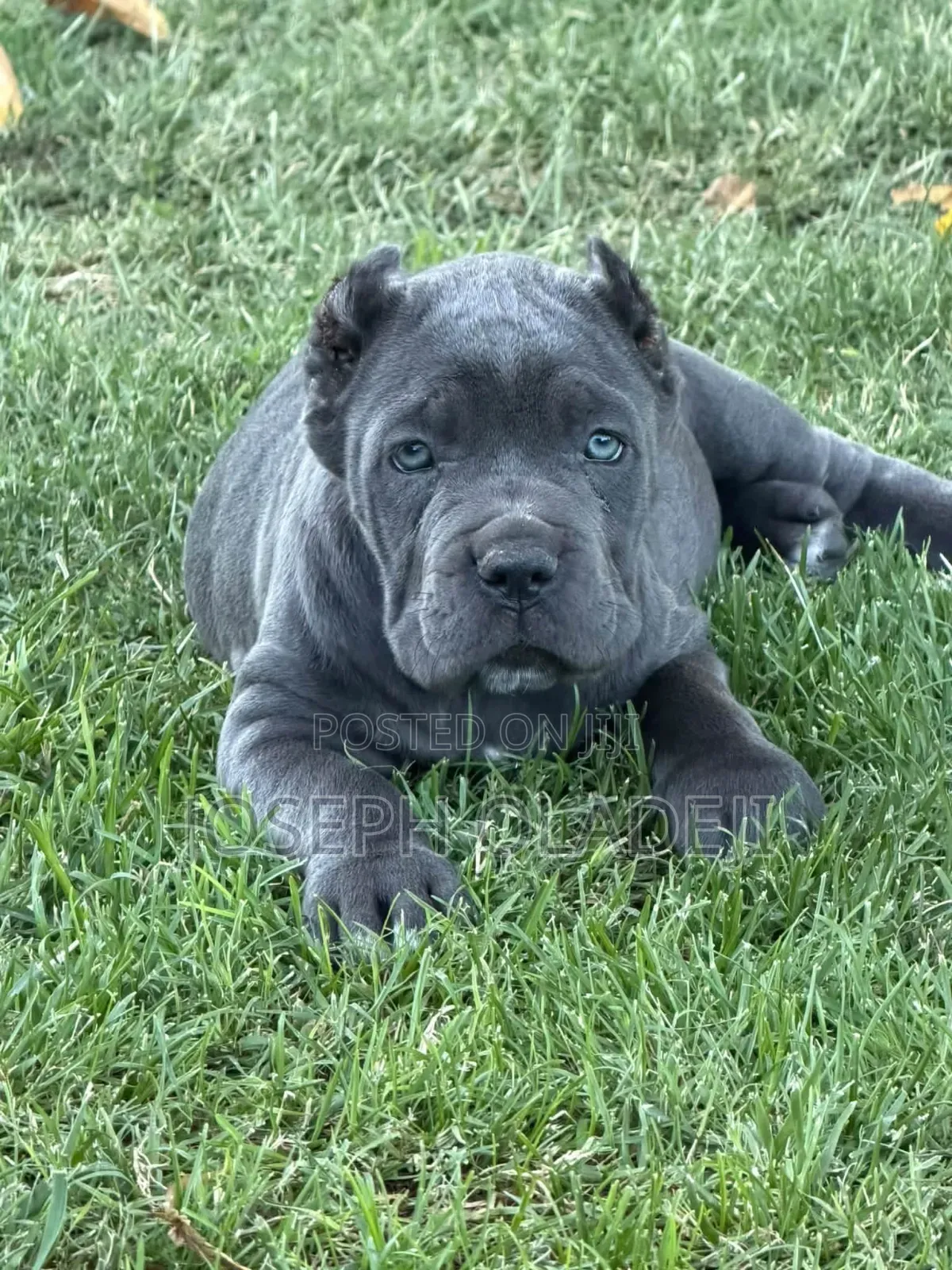 1-3 months Male Purebred Cane Corso
