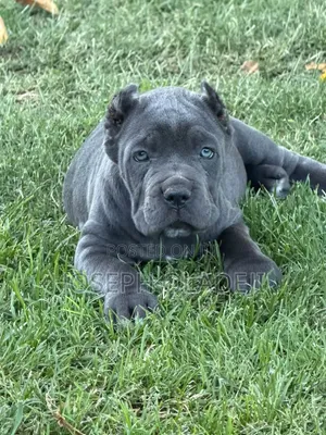 1-3 months Male Purebred Cane Corso