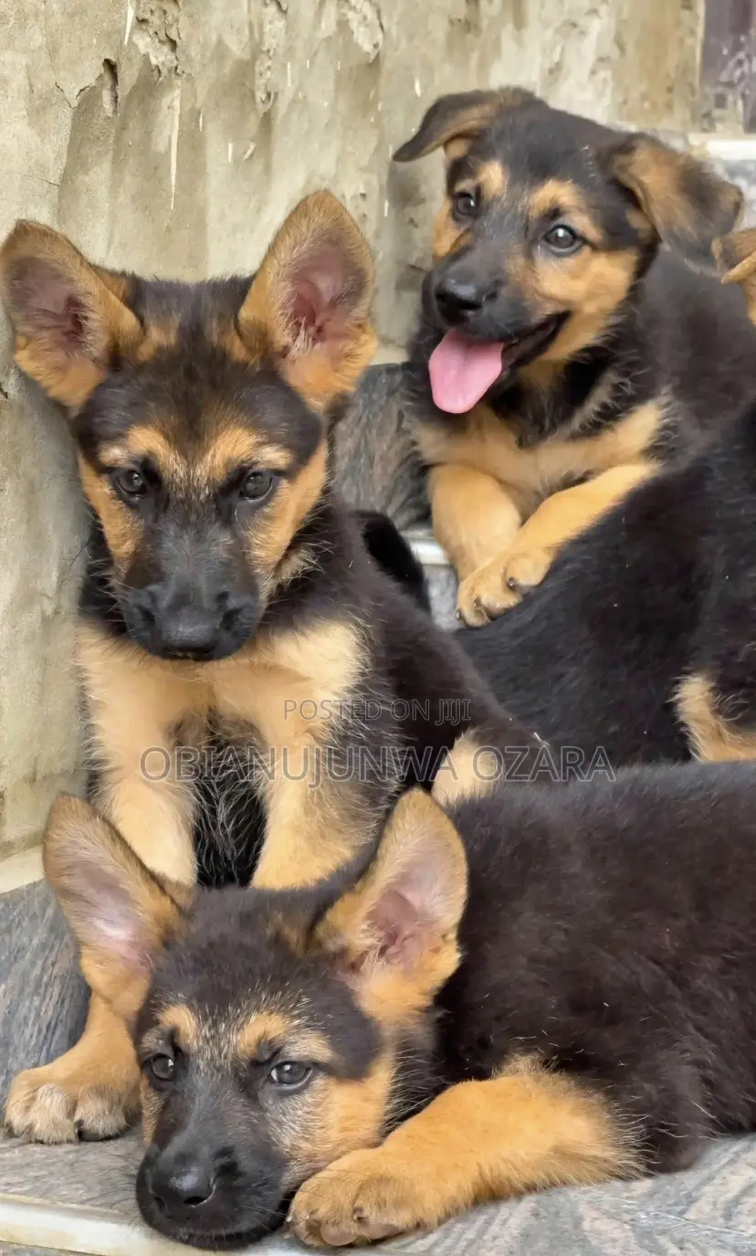 1-3 months Female Purebred German Shepherd