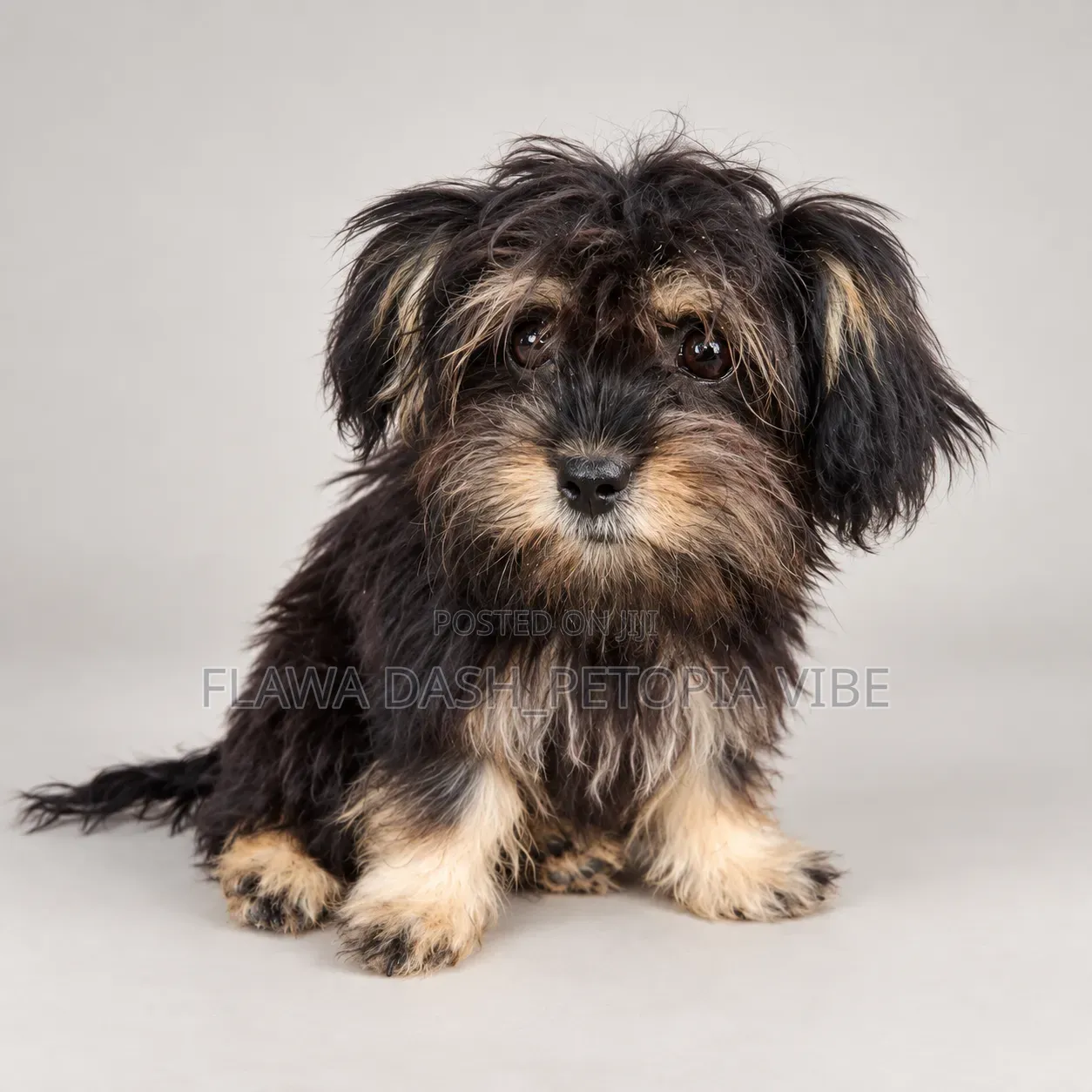 3-6 months Female Purebred Lhasa Apso