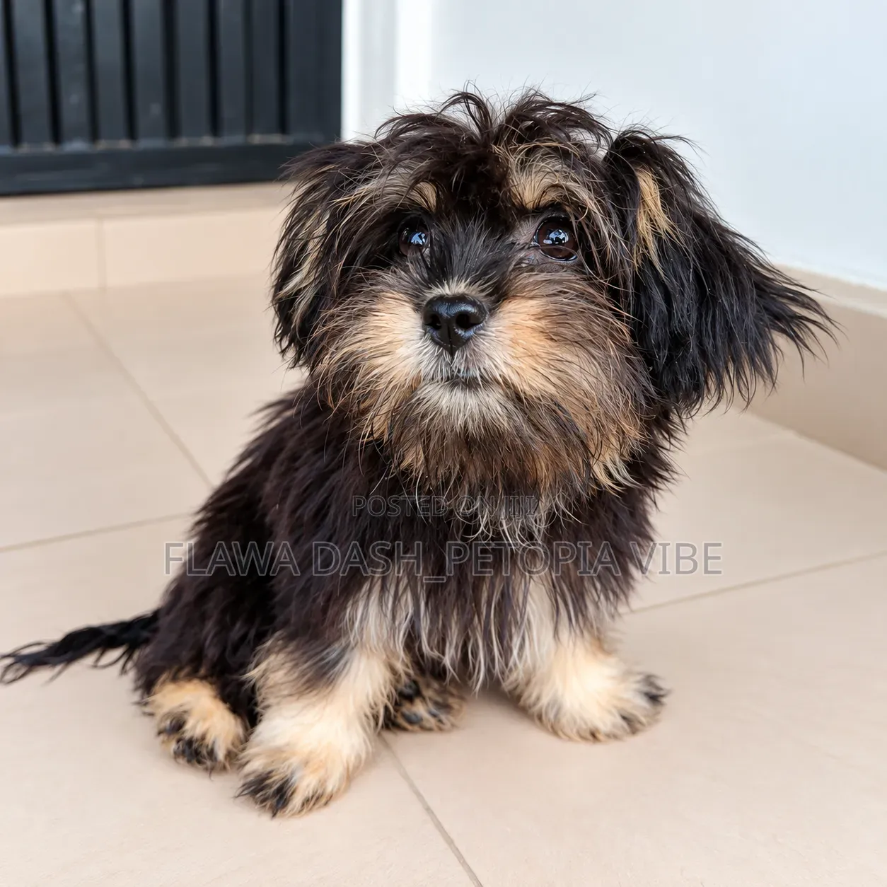 3-6 months Female Purebred Lhasa Apso