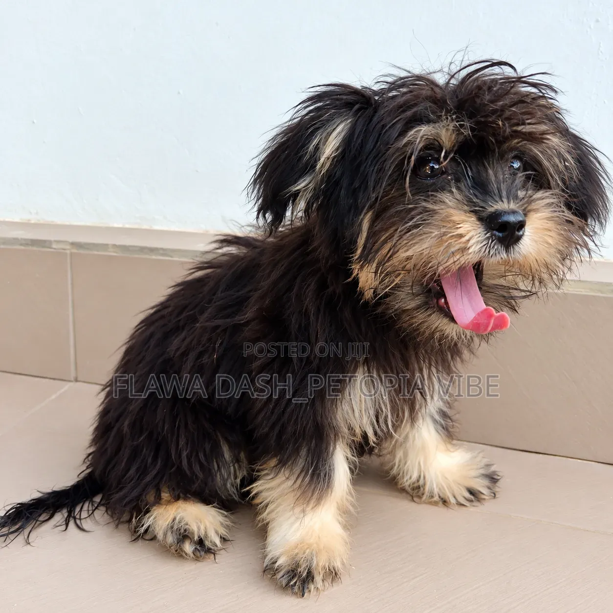 3-6 months Female Purebred Lhasa Apso