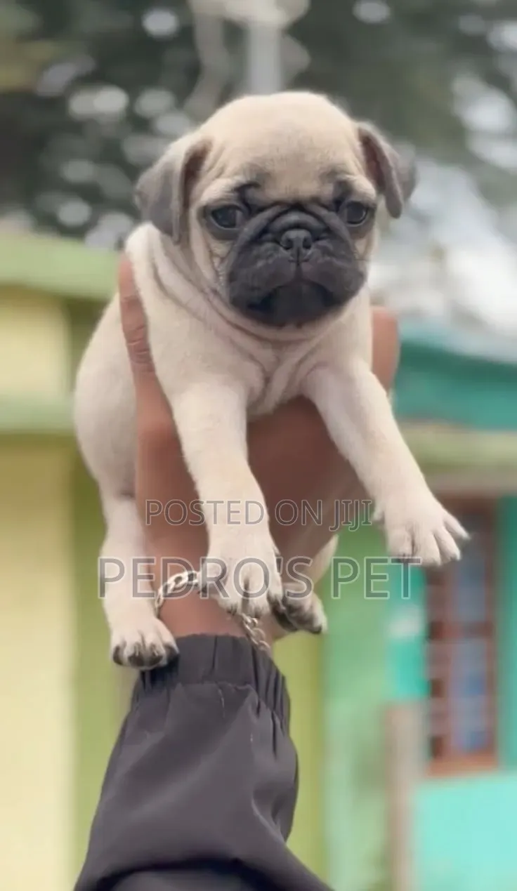 1-3 months Female Purebred Pug