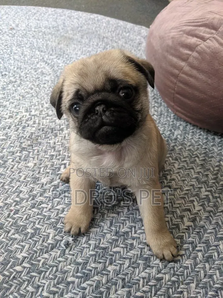 1-3 months Male Purebred Pug