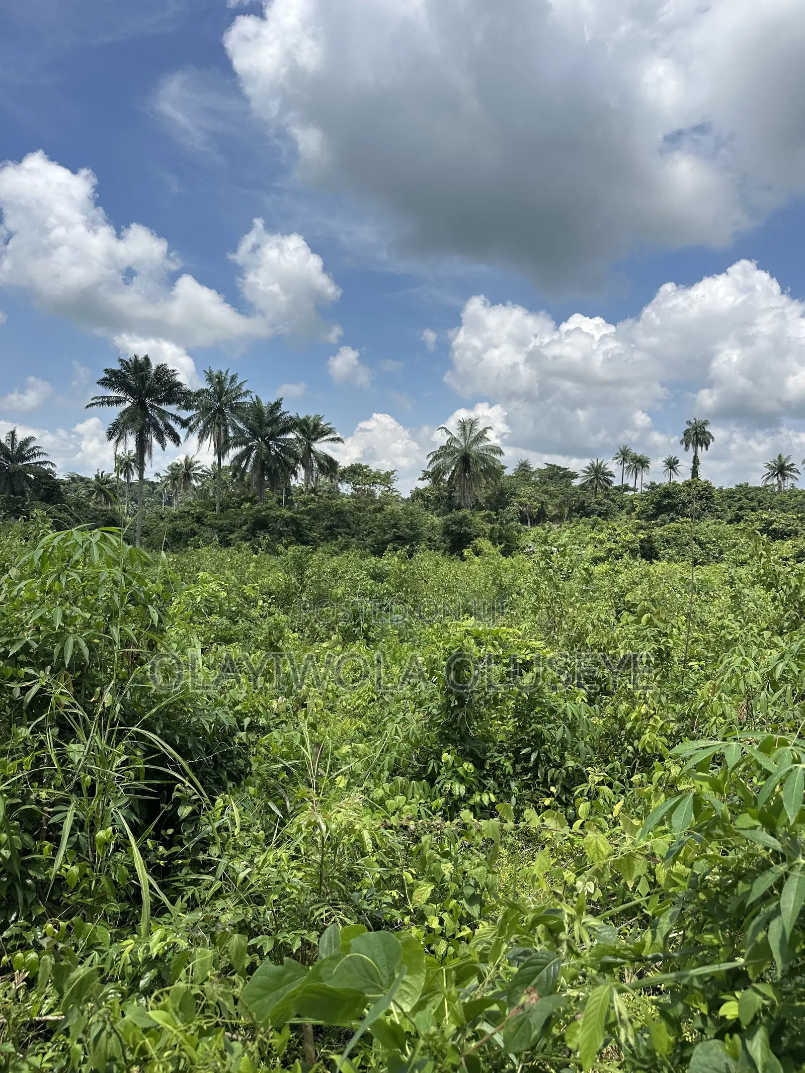 20 Acres of Good Farmland Is Available in Ogun State