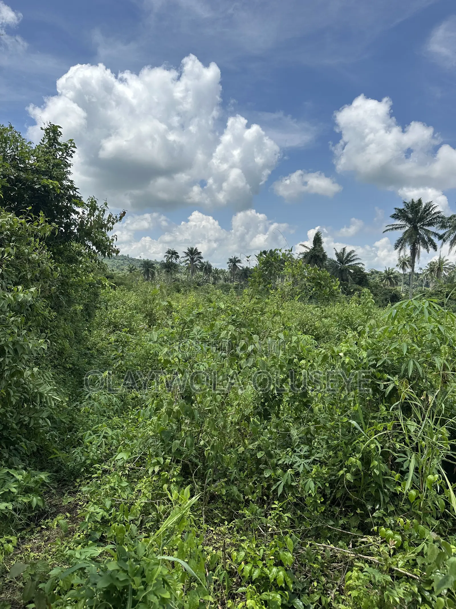 20 Acres of Good Farmland Is Available in Ogun State