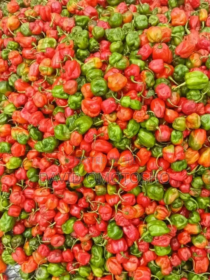 Fresh Harbanero Pepper