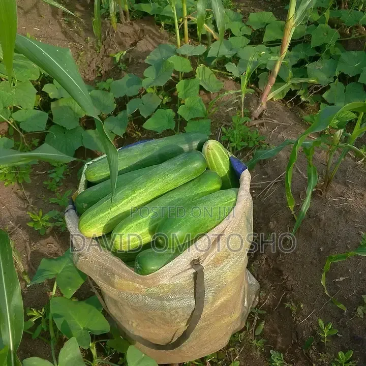 Fresh Cucumber