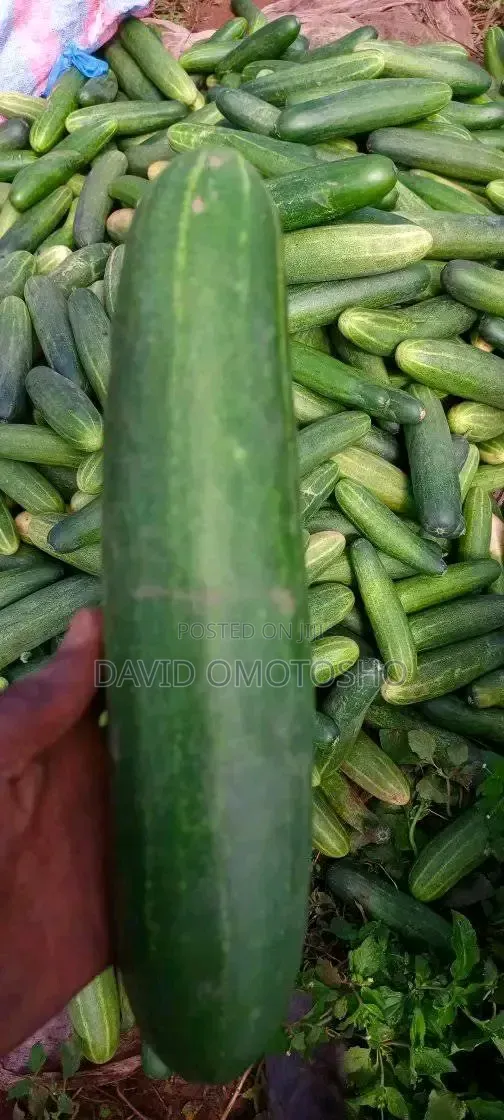 Fresh Cucumber