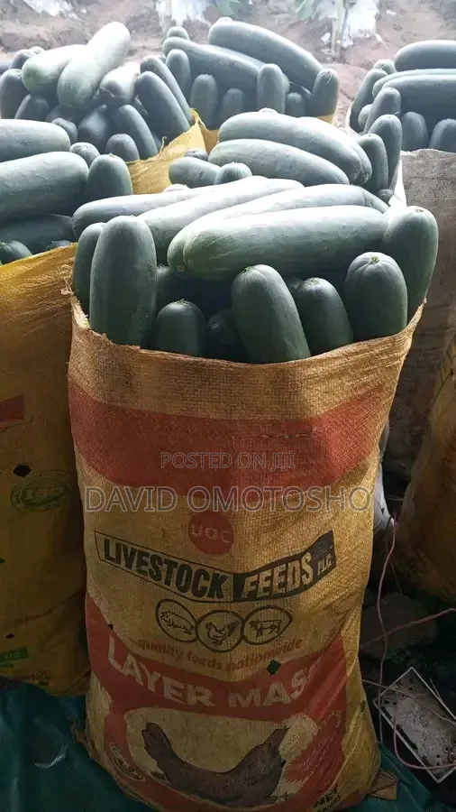 Fresh Cucumber
