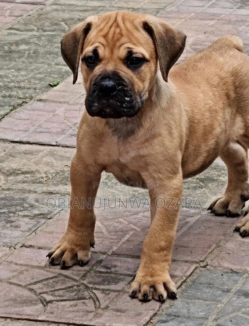 1-3 months Female Purebred Boerboel