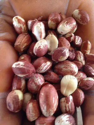 Groundnut 100kg,50kg