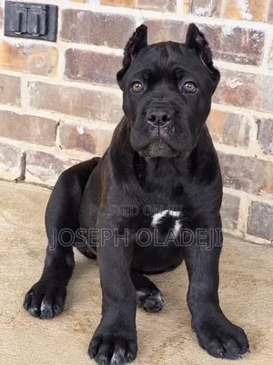 1-3 months Male Purebred Cane Corso